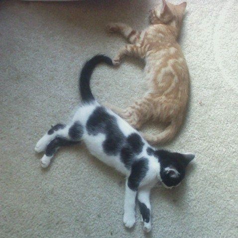 two cats laying on the floor next to each other