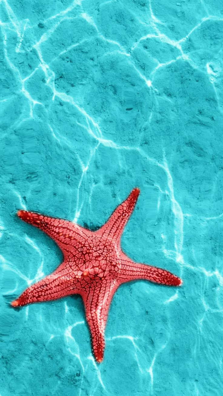 a red starfish floating on top of blue water