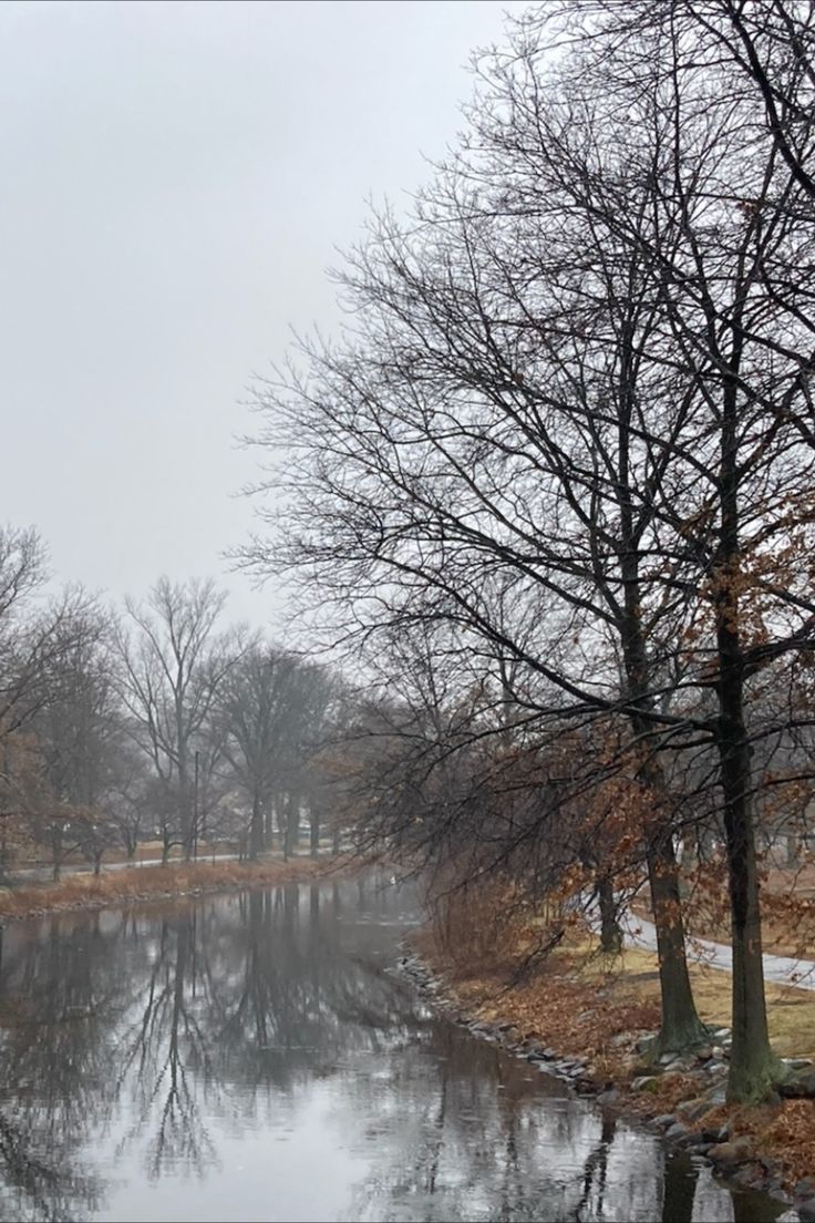 trees and water on a snowy day with no leaves