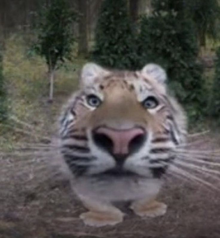 a close up of a tiger on a dirt road with trees in the back ground