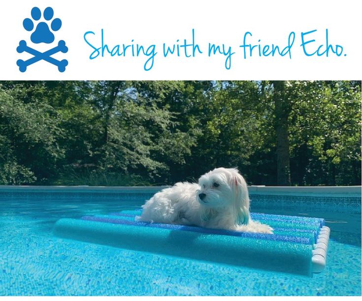 a white dog sitting on top of an inflatable pool with the words sharing with my friend echo