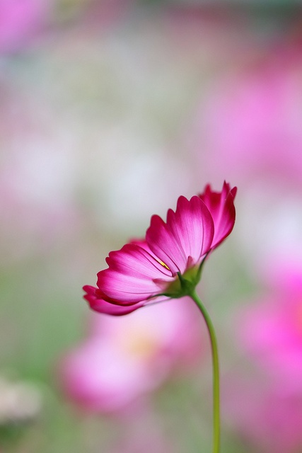 a single pink flower is in the foreground