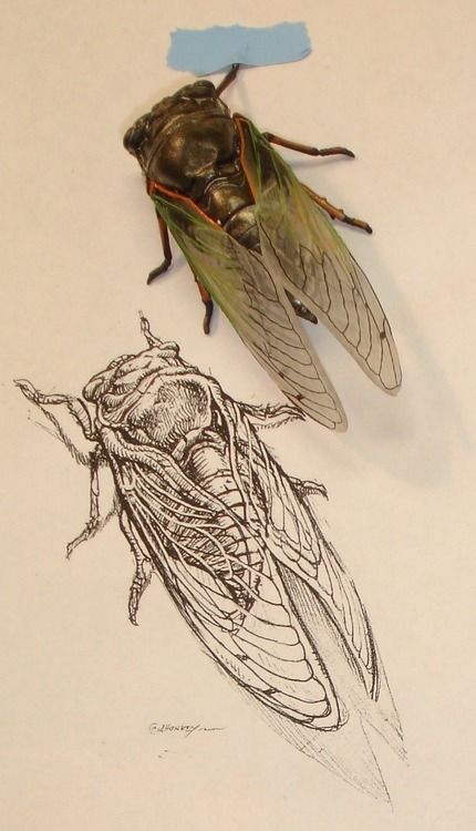 a drawing of a fly sitting on top of a piece of paper next to another insect