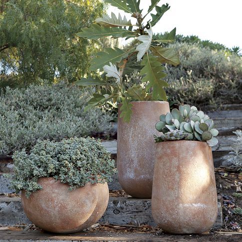 three vases with plants in them sitting on the ground next to rocks and trees