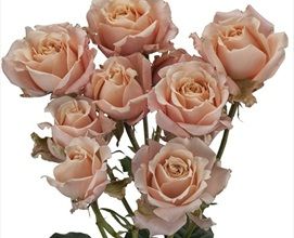 a vase filled with pink roses on top of a table