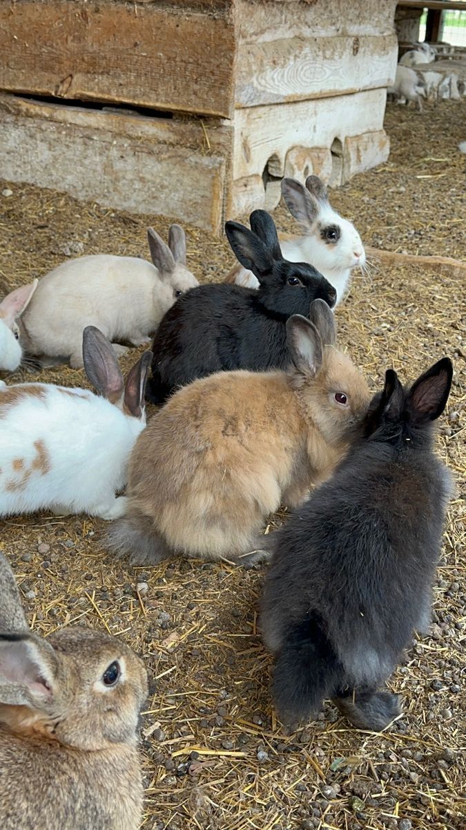 several rabbits are sitting on the ground in their pen and one is looking at the camera