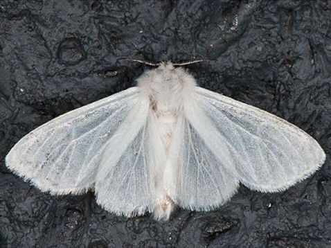 a large white moth sitting on top of a rock