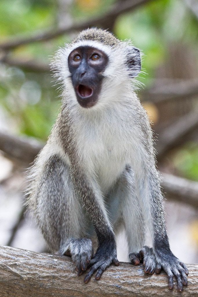 a monkey sitting on top of a tree branch with it's mouth wide open