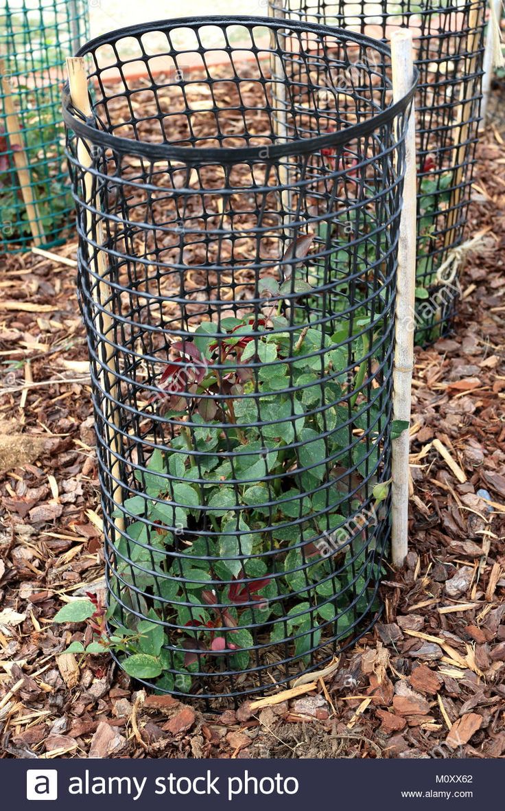 a wire basket full of green plants in the ground with leaves around it - stock image