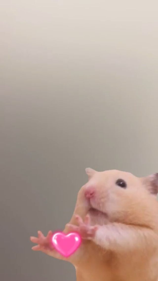 a hamster holding a pink heart toy in it's mouth while standing on its hind legs