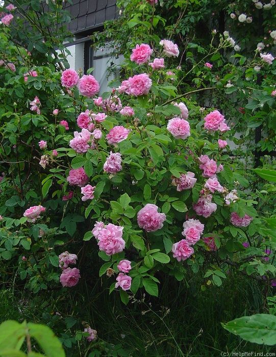 pink flowers blooming in front of a house