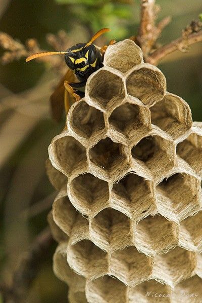 a hornet sitting on top of a honeycomb hanging from a tree branch in the forest