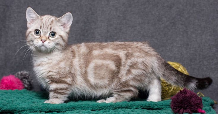 a small kitten standing on top of a green blanket next to stuffed animal toy animals