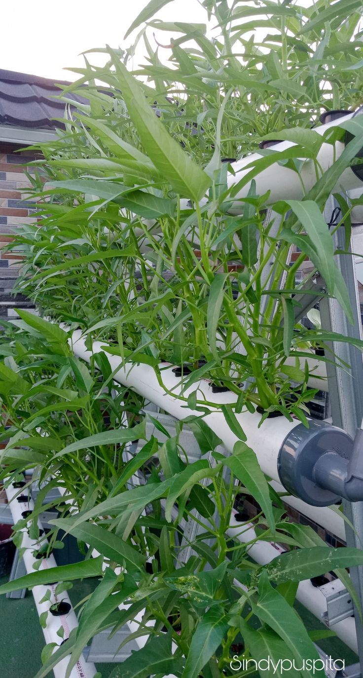 the plants are growing in the planter and ready to be planted