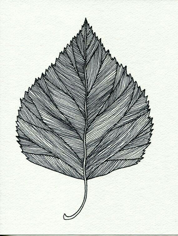 a drawing of a leaf on a white background