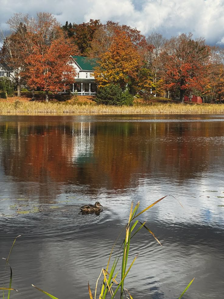 a duck floating on top of a lake next to a lush green field with trees in the background