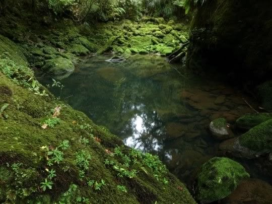 a stream running through a lush green forest filled with lots of mossy rocks and trees