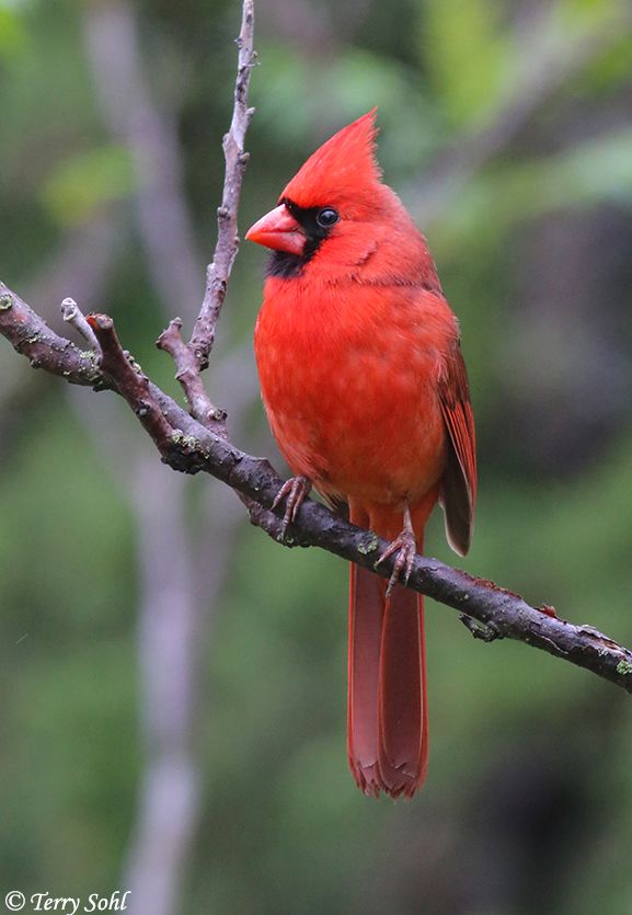 a red bird sitting on top of a tree branch