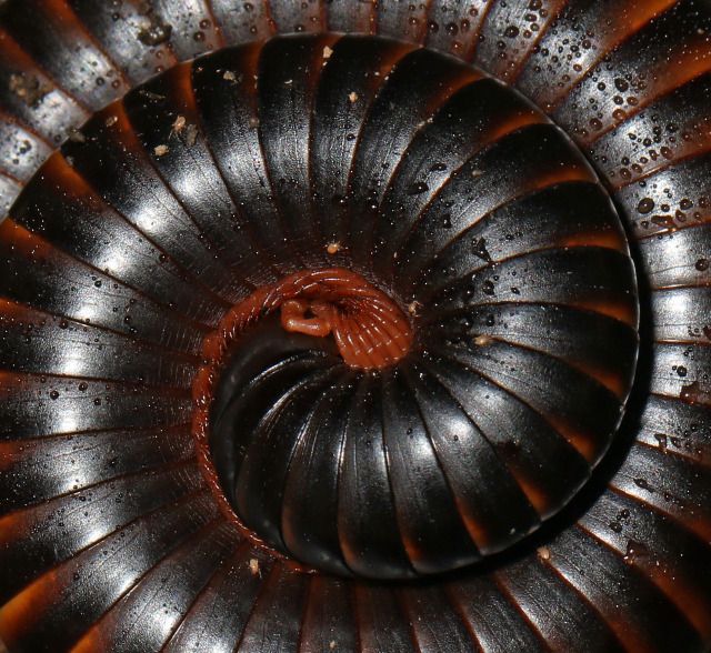 the inside of a spiral shaped object with water droplets on it's surface and rusted metal parts