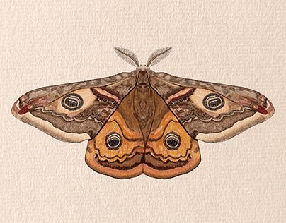 an orange and brown moth on a white background