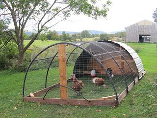 chickens in a chicken coop on the grass