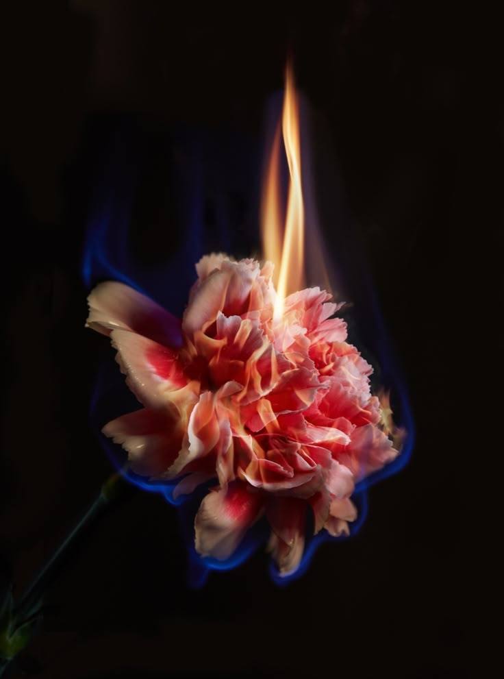 a close up of a flower with fire in the middle and blue flames coming from it