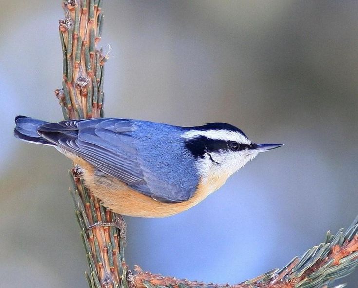 a blue bird perched on top of a tree branch