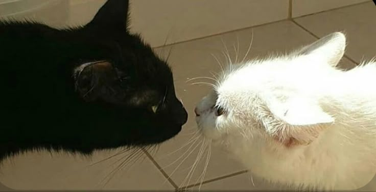 a black and white cat is kissing another one's face on the tile floor