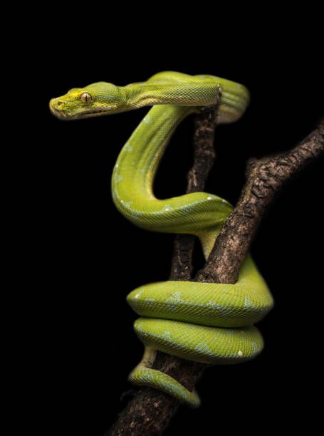 a green snake on a tree branch in the dark