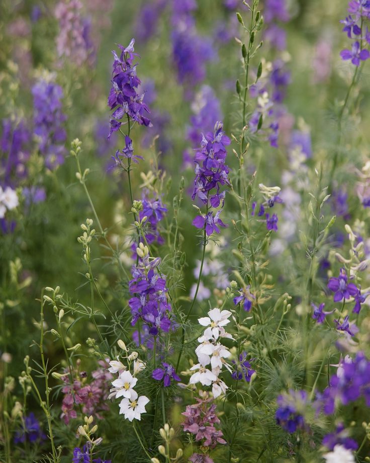 purple and white flowers are growing in the wildflowers, along with other plants