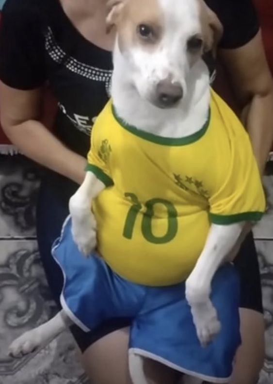 a dog in a soccer jersey sitting on a woman's lap