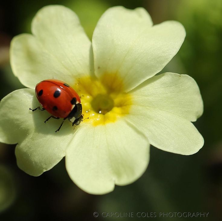 a ladybug sitting on top of a white flower with yellow stamens