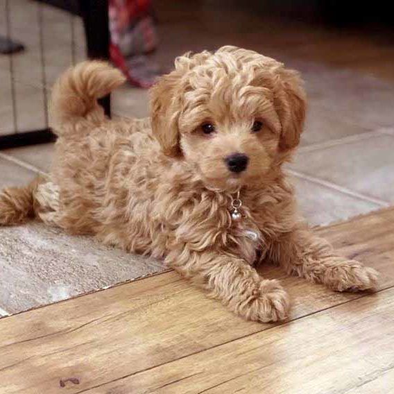 a small brown dog laying on top of a wooden floor