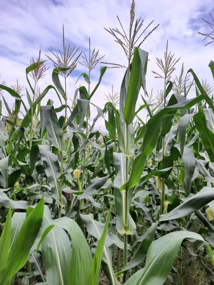 a field full of green corn on a cloudy day