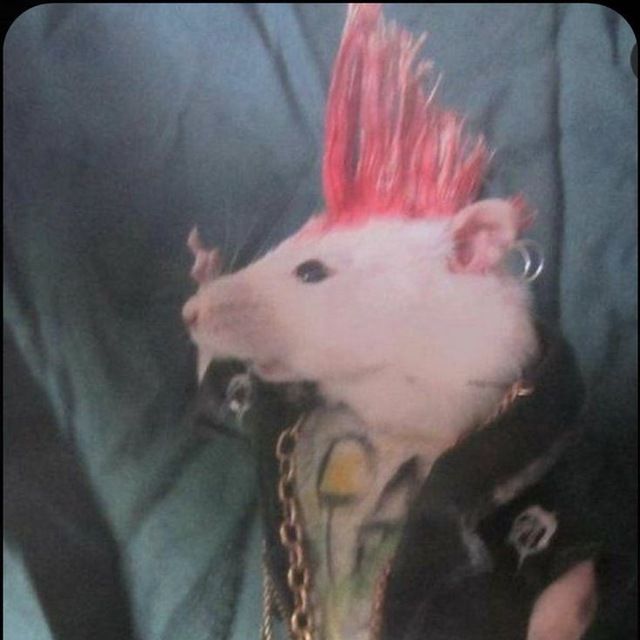 a white rat with red hair on top of it's head