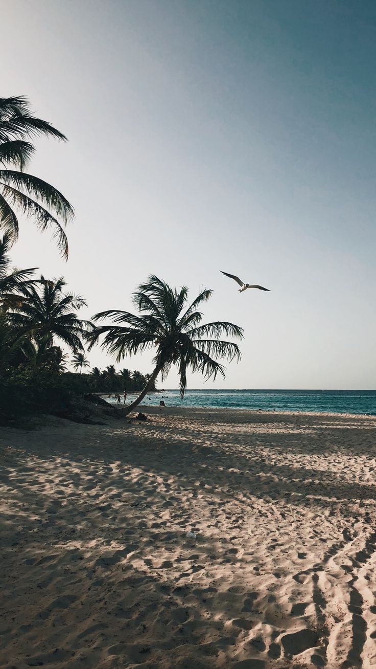 two birds flying over the beach with palm trees