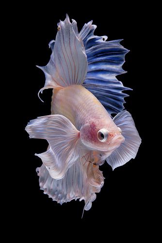 a white and blue siamese fish on a black background with its tail curled up