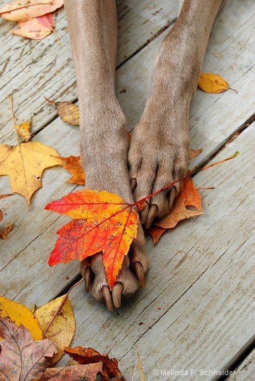 a dog's paw with autumn leaves on the ground