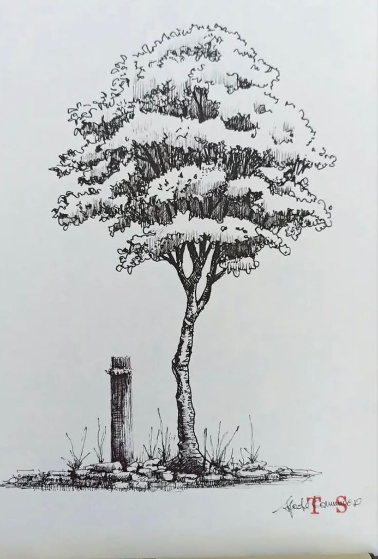 a pencil drawing of a tree in the grass