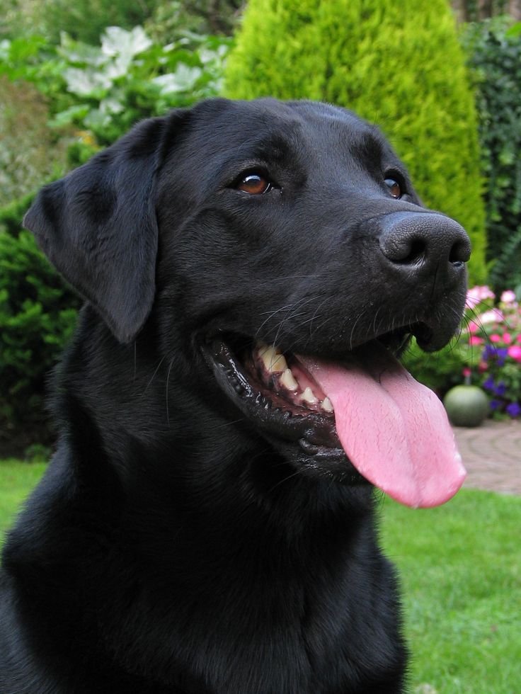 a black dog sitting in the grass with its tongue out