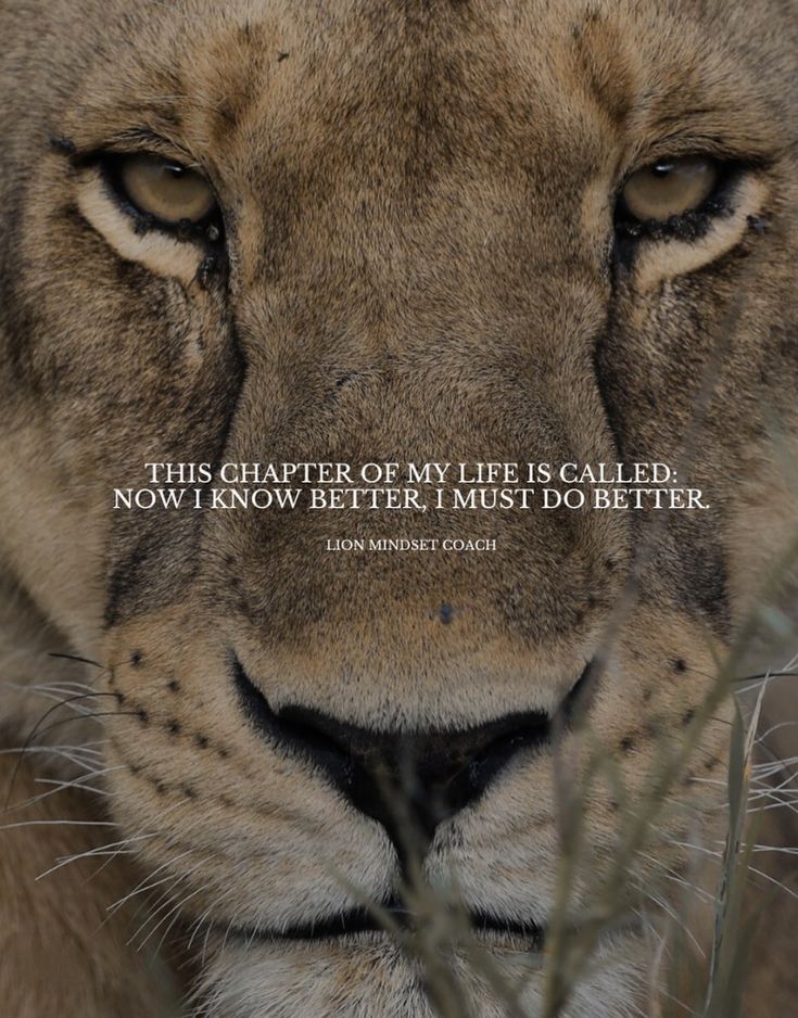 a close up of a lion's face with a quote on the front side