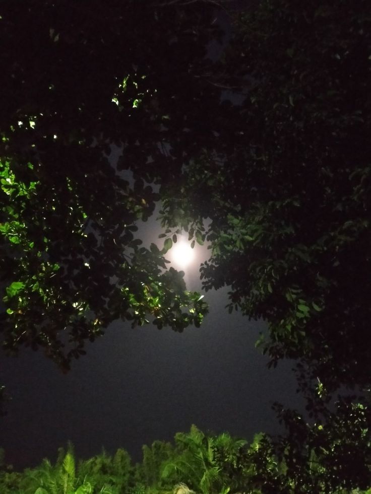 the moon shines brightly through the trees at night