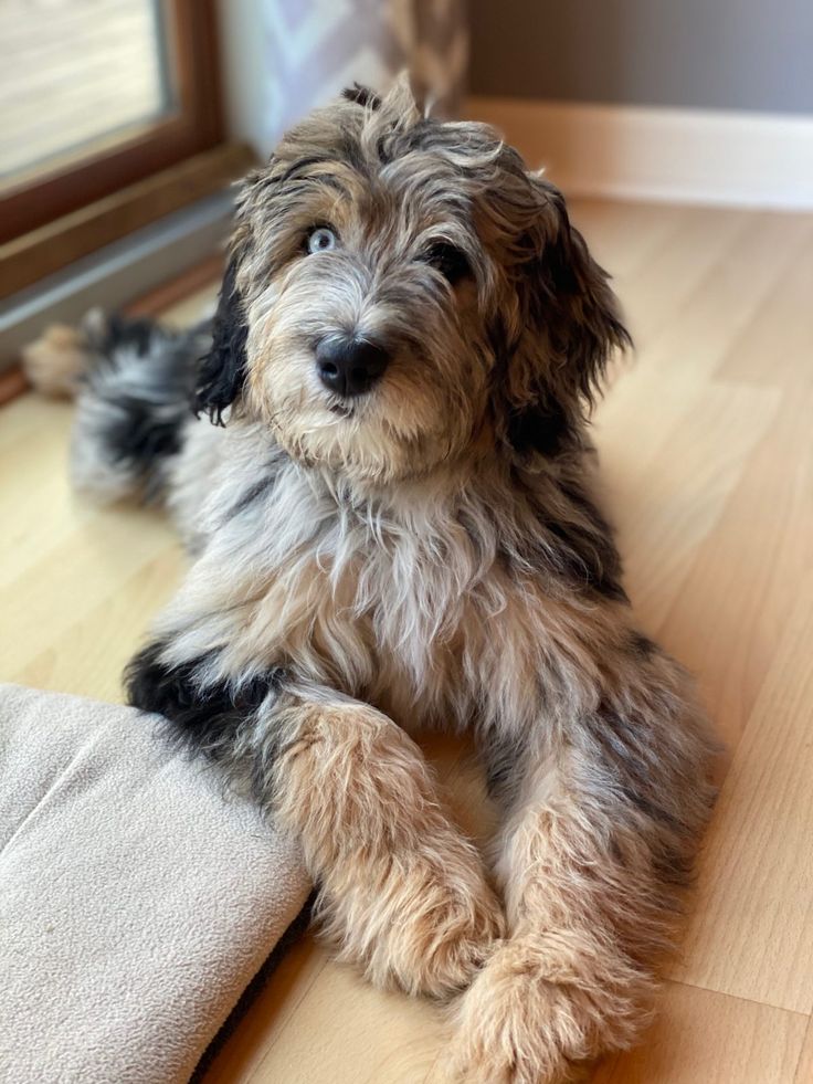 a small dog laying on top of a wooden floor next to a pillow and window