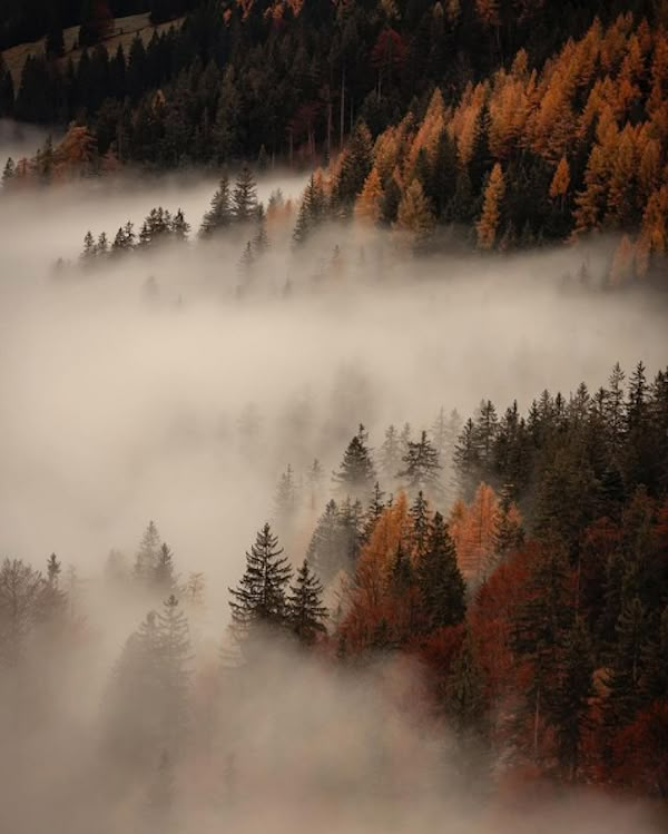 the forest is covered in thick fog and low lying trees are all around it,