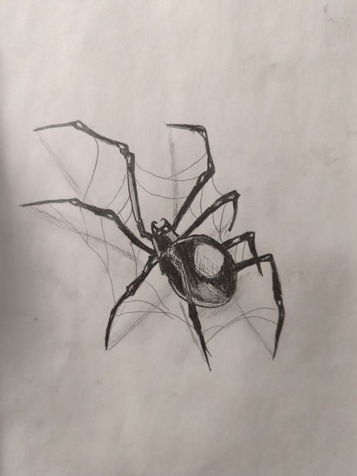 a black and white drawing of a spider