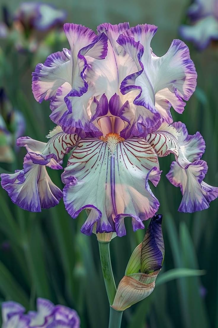 a purple and white flower with green stems in the foreground, surrounded by other flowers