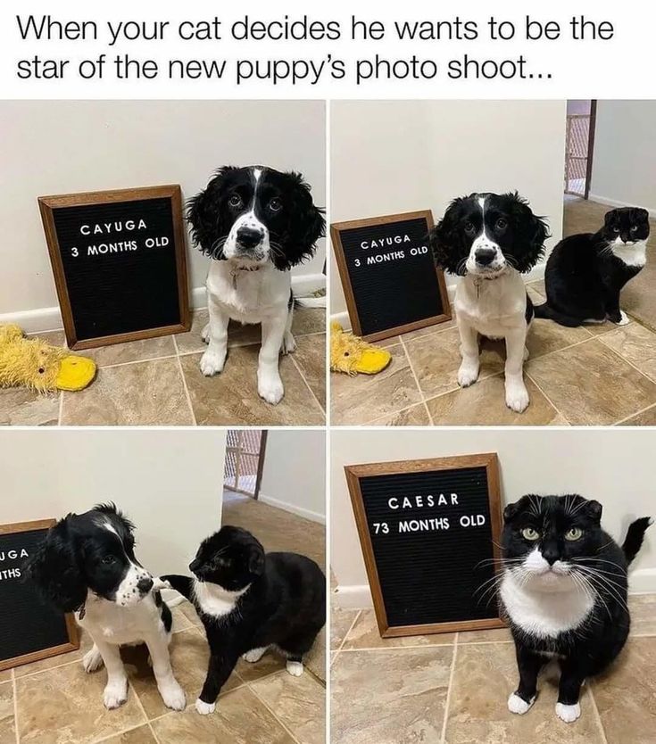 four pictures of a cat and dog with caption that reads, when your cat decides he wants to be the star of the new puppy's photo shoot