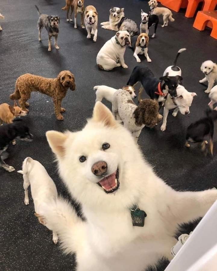 a group of dogs that are standing in the middle of a room with their paws up