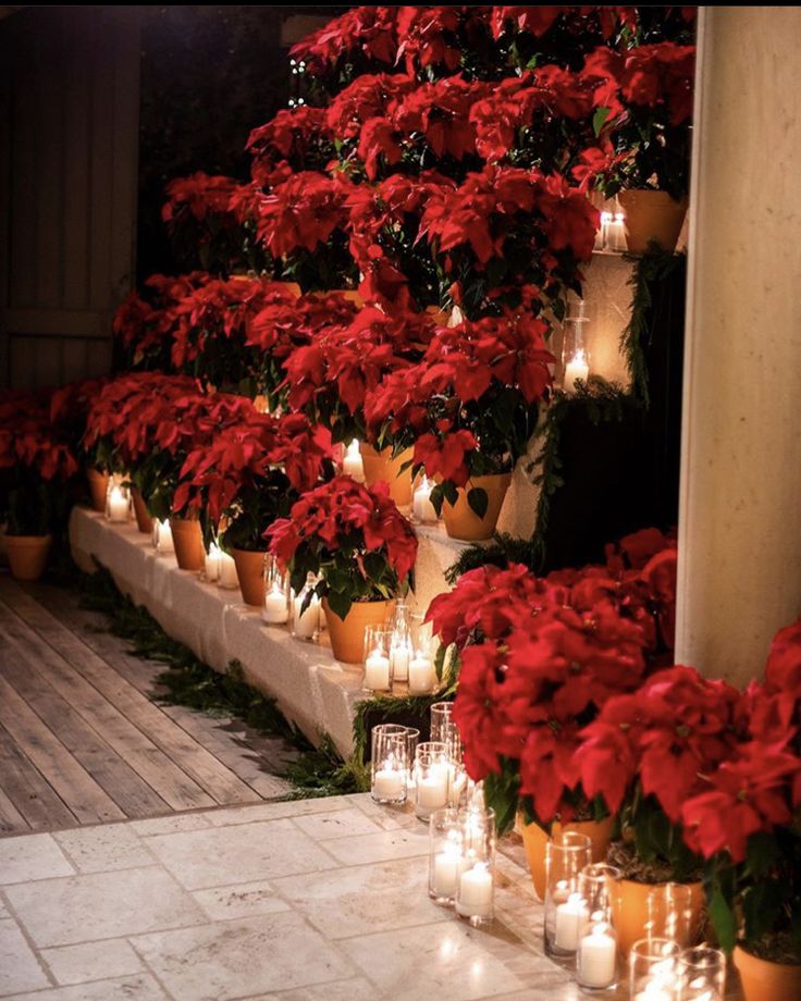 candles are lit in front of poinsettia plants