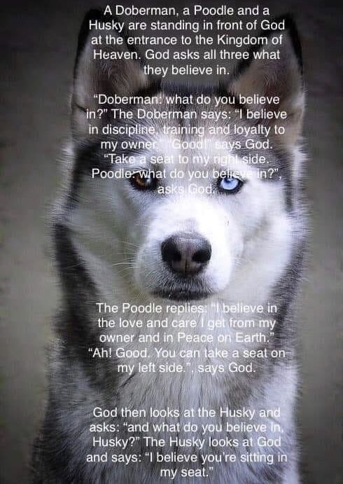 a husky dog with blue eyes is shown in this poem from the book siberian dogs